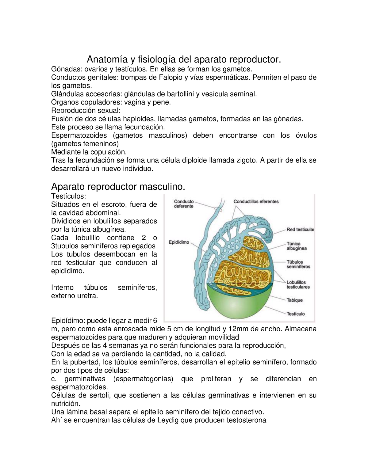 Anatomía Y Fisiología Del Aparato Reproductor Gónadas Ovarios Y Testículos En Ellas Se 6571
