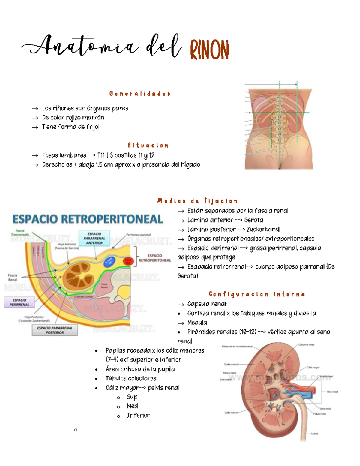 Anatomía del riñón - Anatomía Humana - Anatomía del Riñón → → → → → → → ...