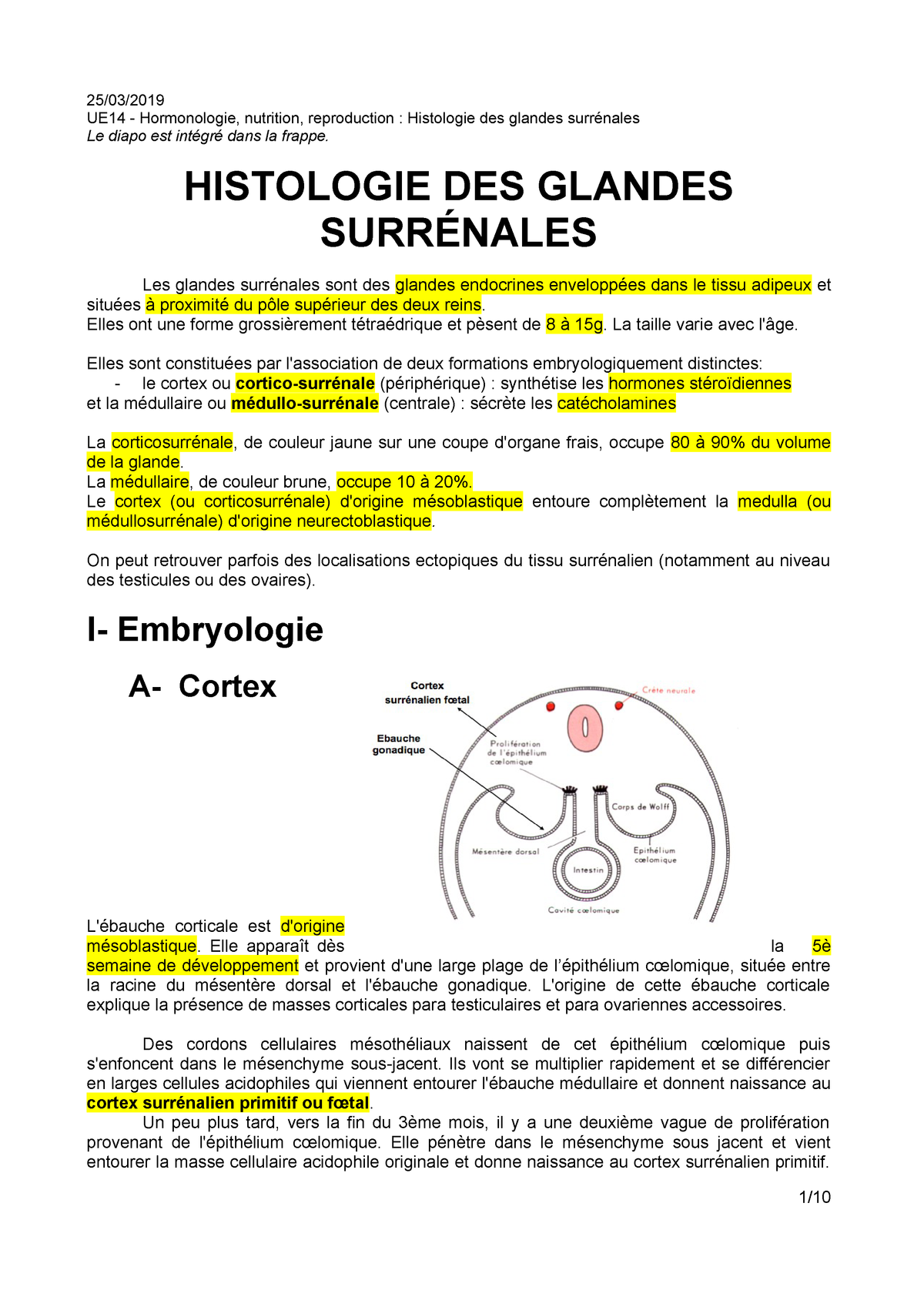 M3 Hen Histologie Des Glandes Surrenales Studocu