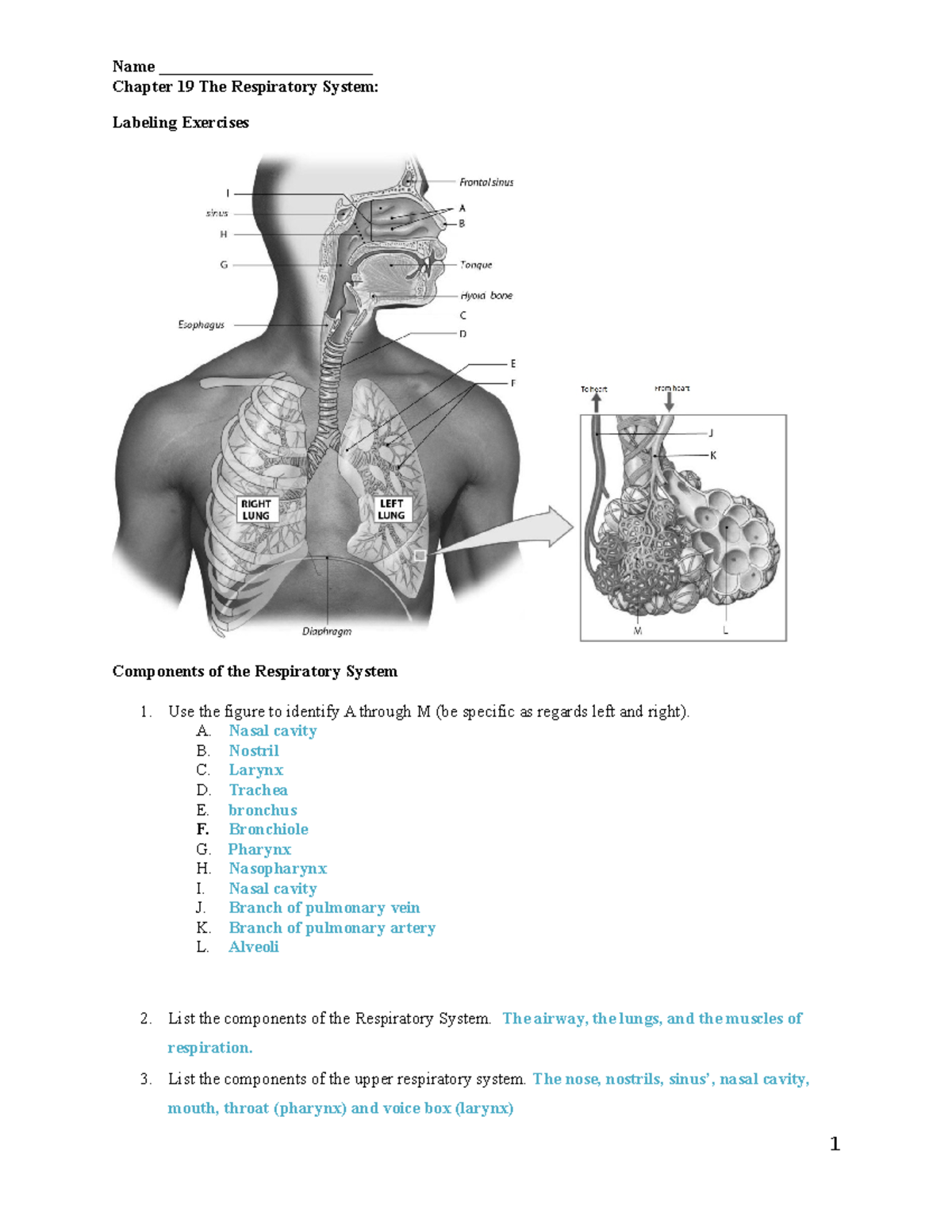 Varela Brittany Completebio 116118 Chapter 19Respiratory MO - Name