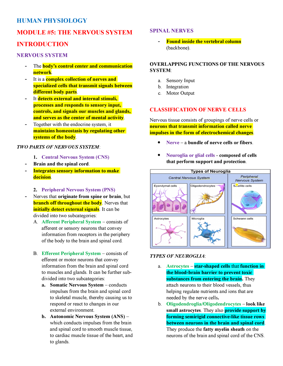 HP Anatomy Reviewer 01 - HUMAN PHYSIOLOGY MODULE #5: THE NERVOUS SYSTEM ...