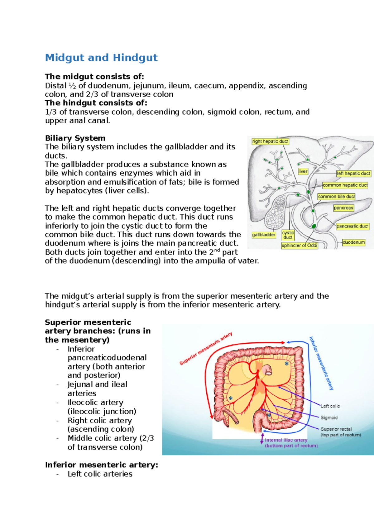 midgut-and-hindgut-lecture-notes-notes-midgut-and-hindgut-the