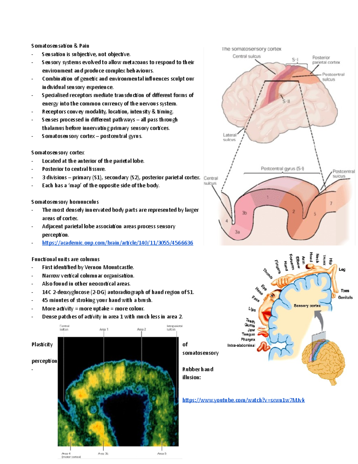 Somatosensation and Pain - Somatosensation & Pain Sensation is ...