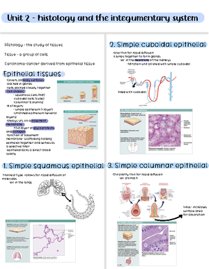Tissues-Histology Practical - Simple Squamous Clung alveoli) Epitheleal ...