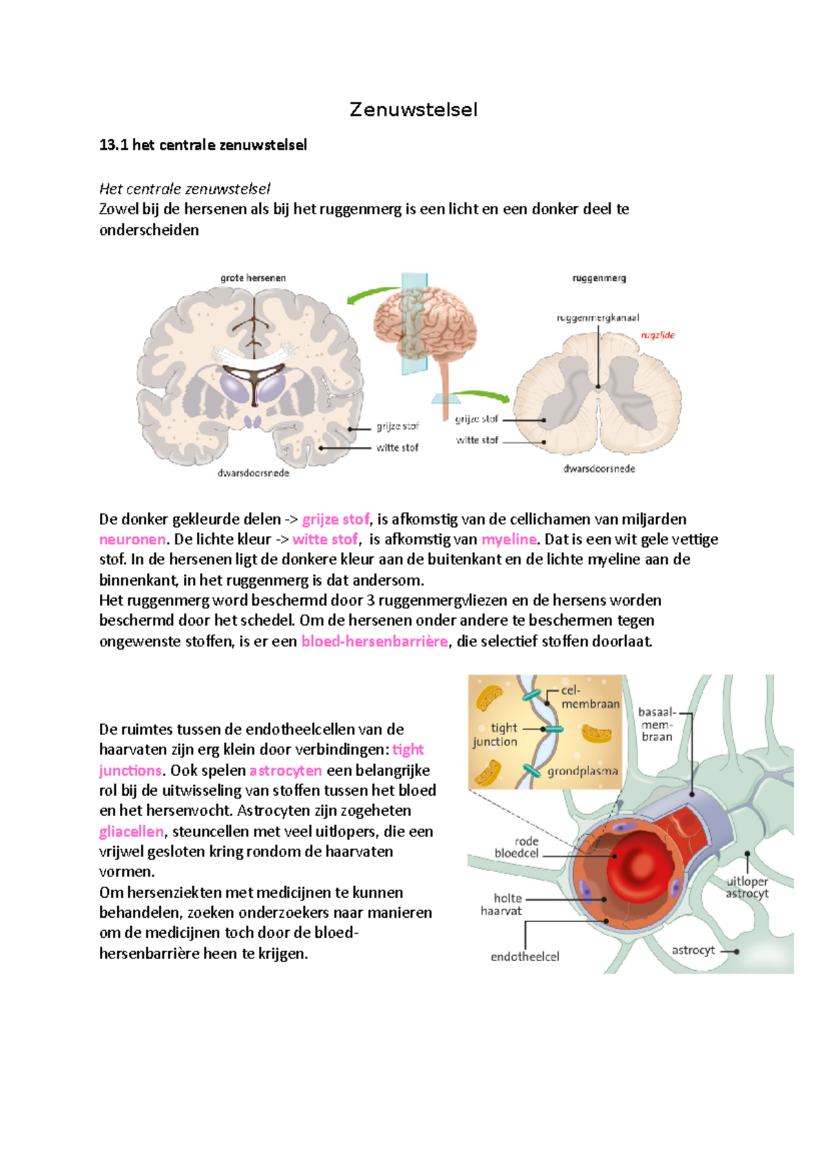 Zenuwstelsel - Zenuwstelsel 13 Het Centrale Zenuwstelsel Het Centrale ...