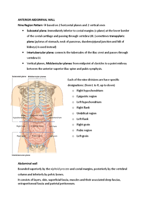 13 Rectum and anal canal - BIOL The rectum and anal canal This Complete ...