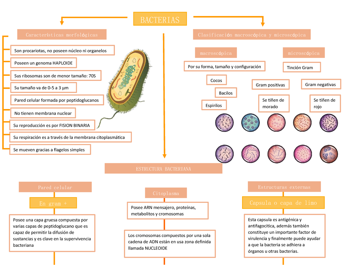 480715743 Mapa Conceptual de Bacterias - BACTERIAS Son procariotas, no ...