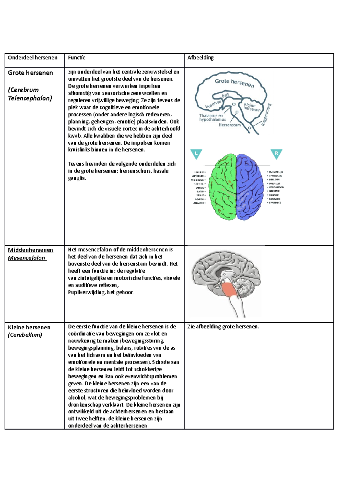 Schema Onderdelen Hersenen - Onderdeel Hersenen Functie Afbeelding ...