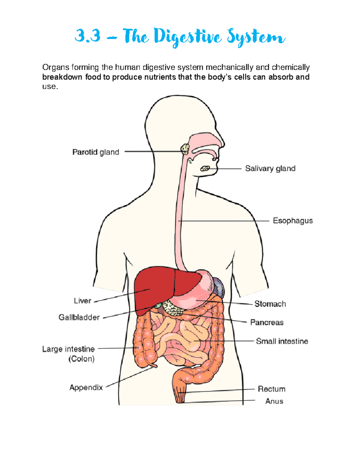 The Digestive System - 3 – The Digestive System Organs forming the ...
