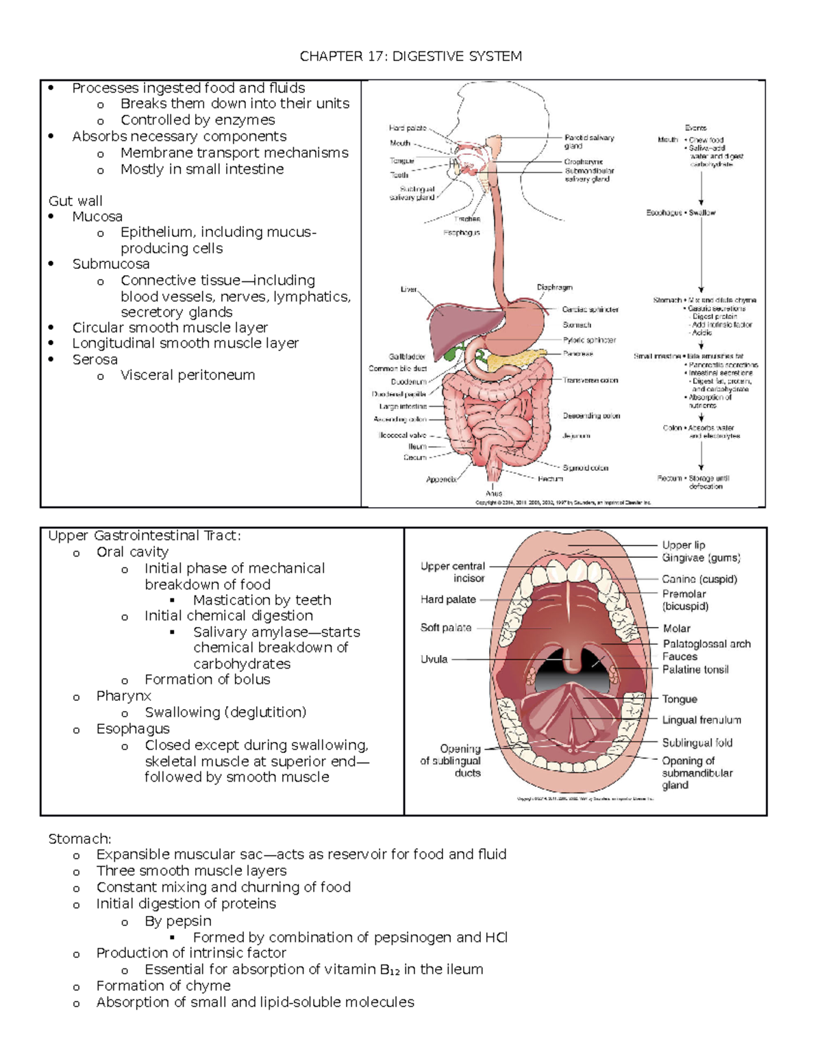 Digestion Aryion 17