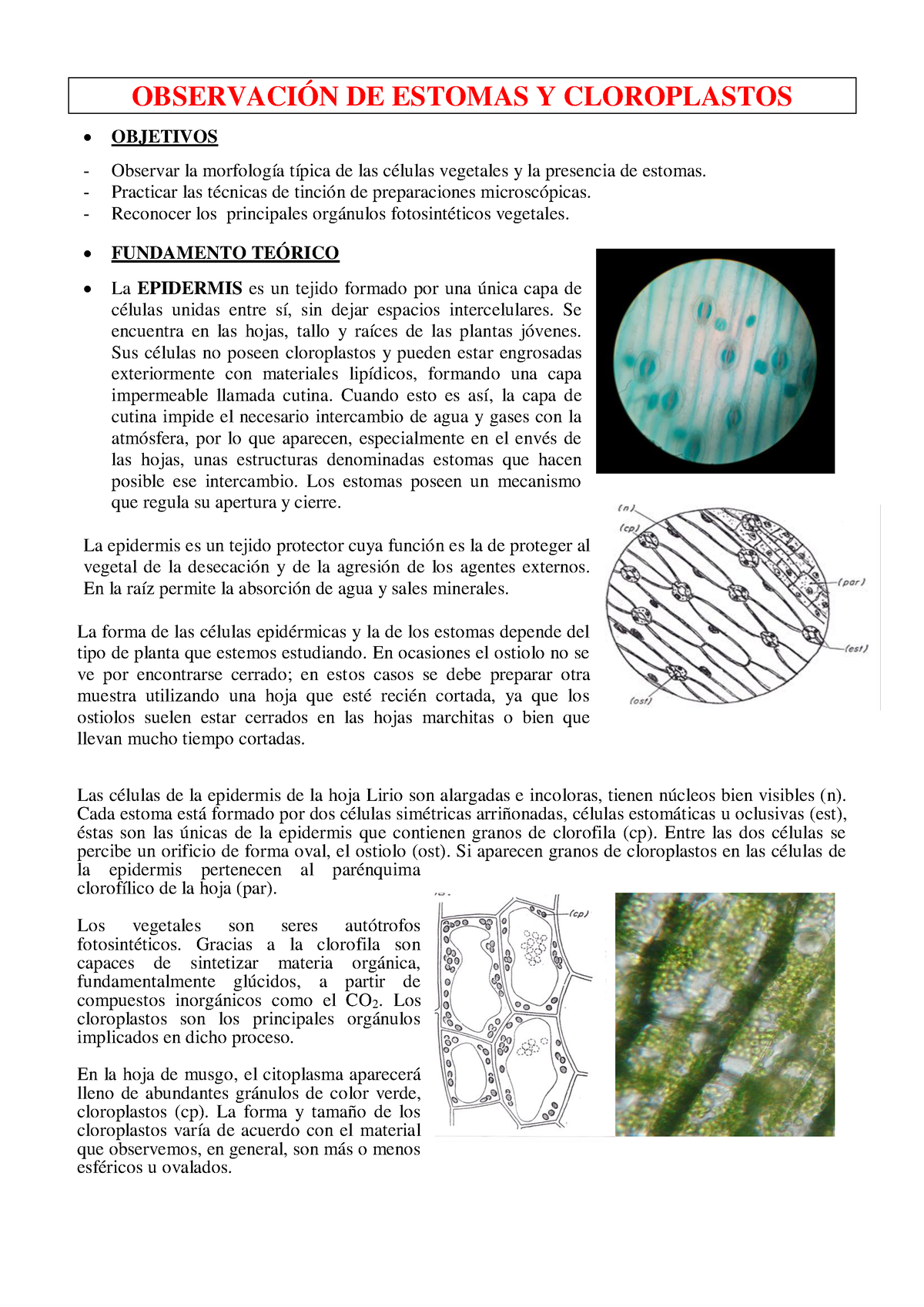 S.2.3.- ObservacióN DE Estomas Y Cloroplastos - OBSERVACIÓN DE ESTOMAS ...