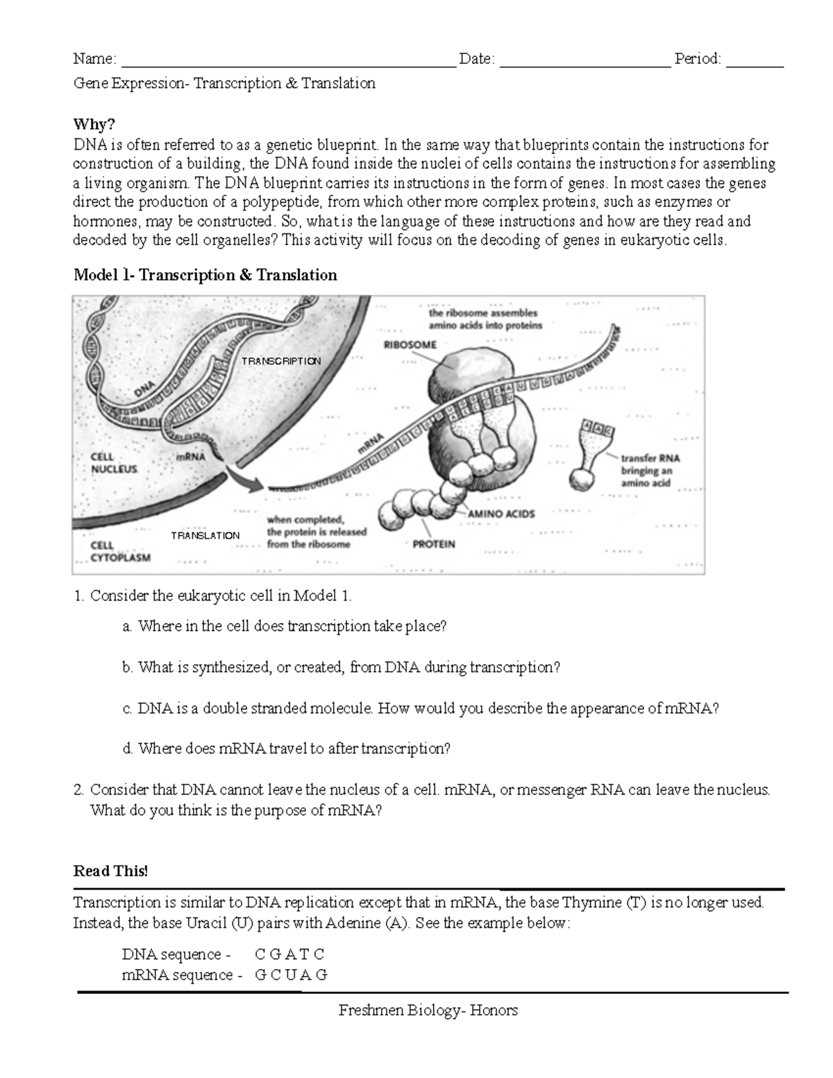 Transcription Translation Pogil Honors Gene Expression Transcription And Translation Why Dna 2796