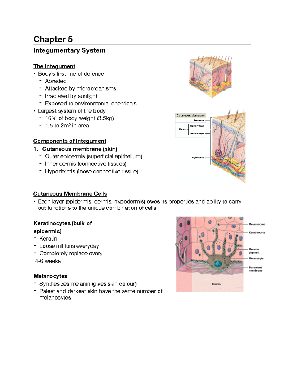 Chapter 5: Physiology - Chapter 5 Integumentary System The Integument 