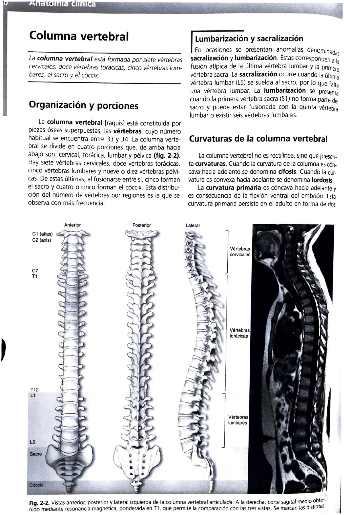 Columna y tórax Pro Anatomia Columna vertebral La columna