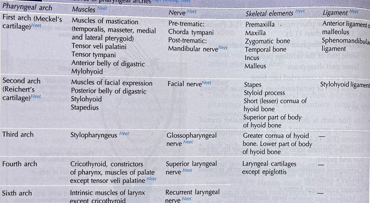 Pharyngeal Arches - R -~   ..   Tnnn Pharyngeal ,  Arch 