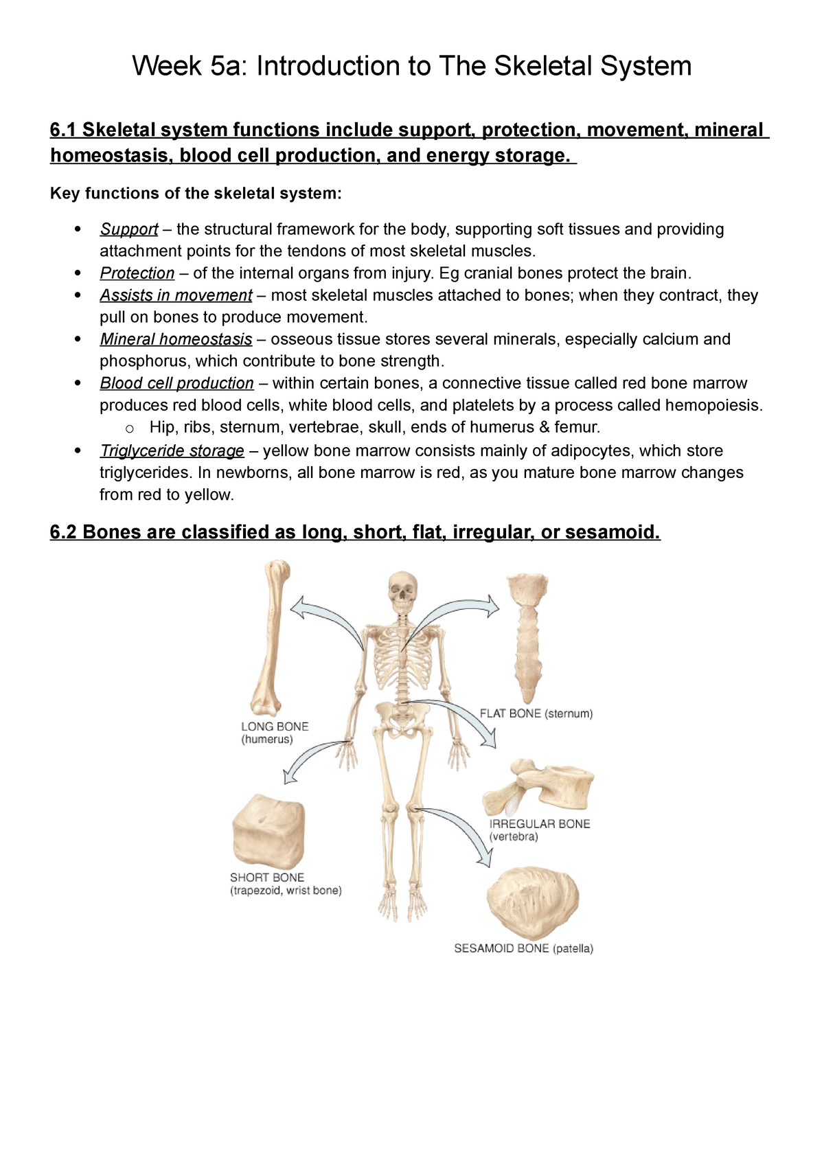 Summary Complete Introduction To The Skeletal System Week 5 Week 5a Introduction To The