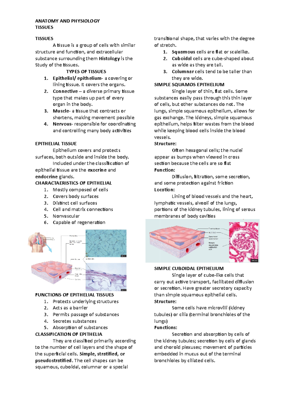 Anatomy AND Physiology Tissue - ANATOMY AND PHYSIOLOGY TISSUES TISSUES ...