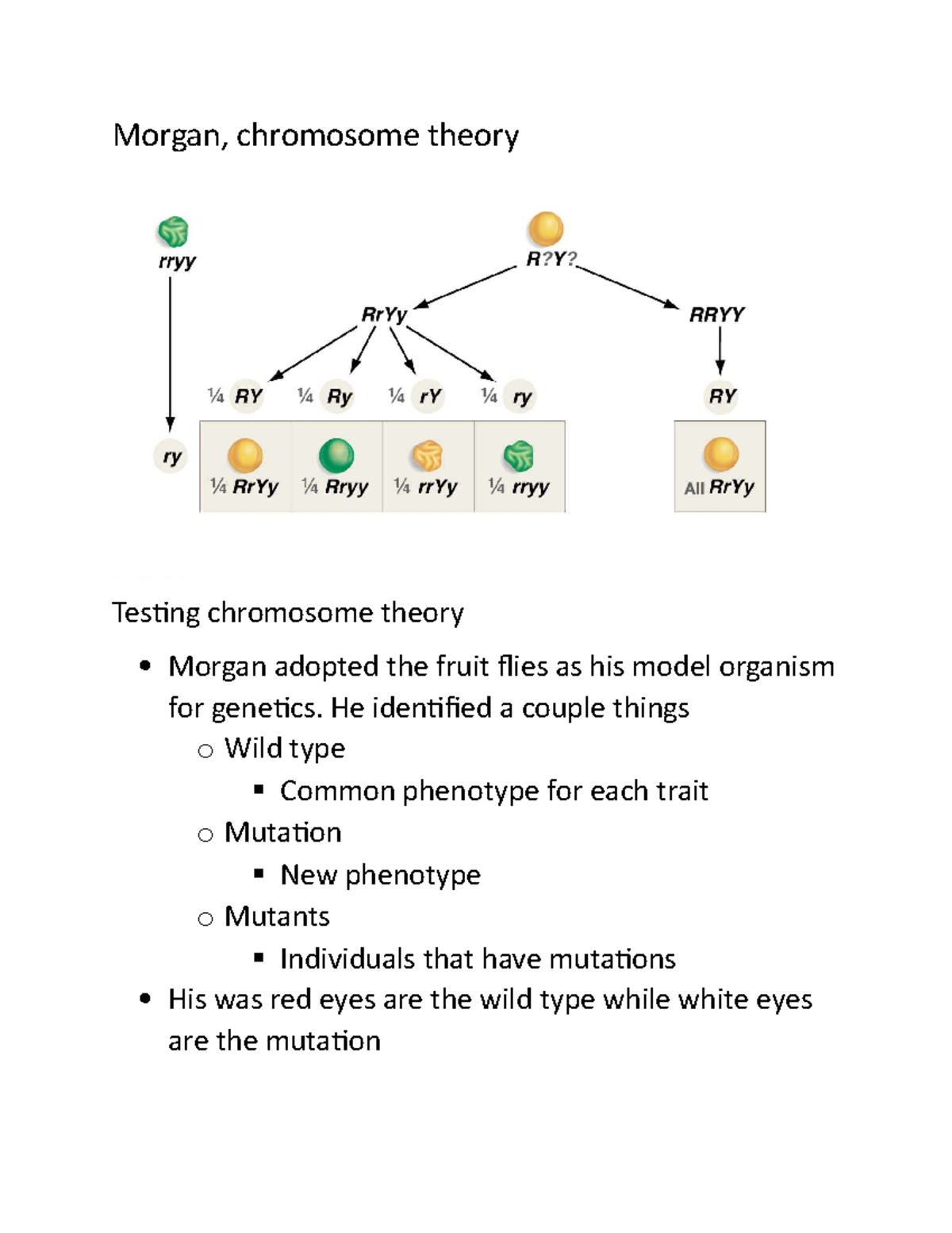 Morgan and chromosome theory - Morgan, chromosome theory Testing ...