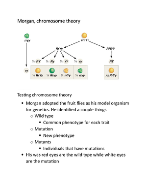 Genetics Part 3 Summary - Genetics Part 3 Summary Testing chromosome ...