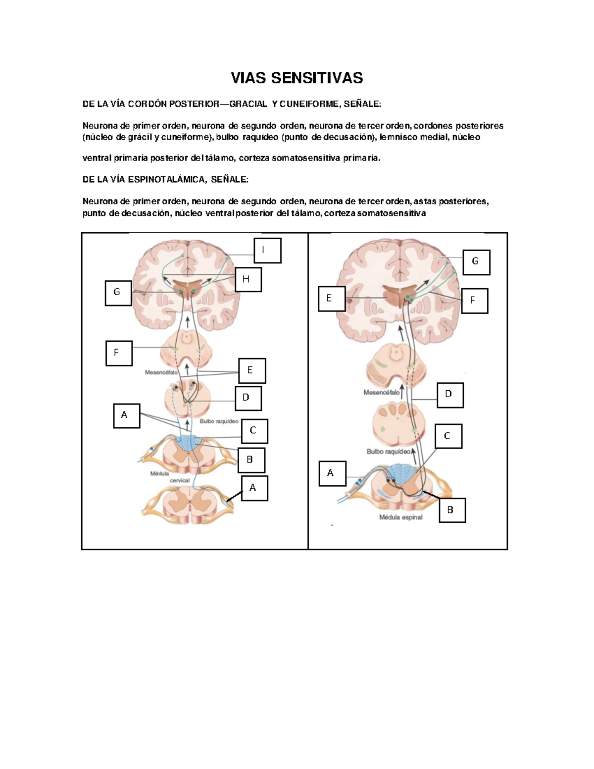 VIAS Sensitivas - Resumen - VIAS SENSITIVAS DE LA VÍA CORDÓN POSTERIOR ...