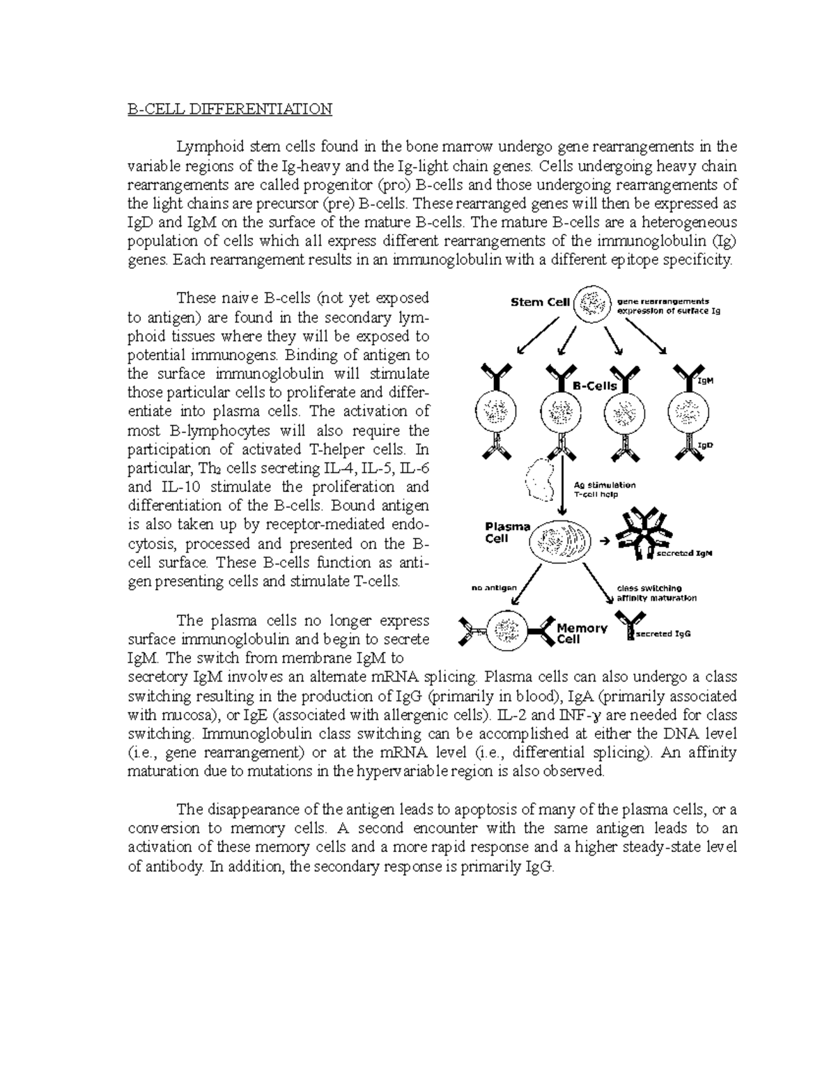 B-CELL Differentiation - B-CELL DIFFERENTIATION Lymphoid Stem Cells ...