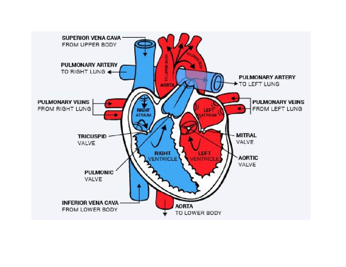 bloodflow-right-side-of-the-heart-blood-enters-the-heart-through-two