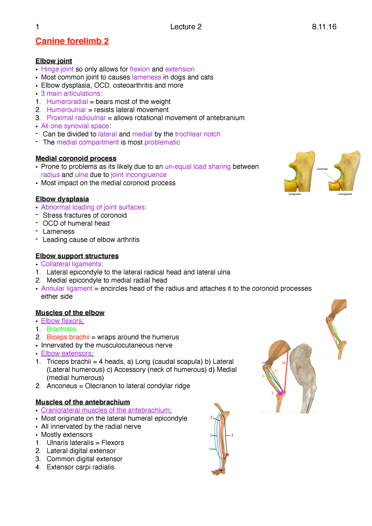 Canine forelimb 2 - 1 Lecture 2 8. Canine forelimb 2 Elbow joint Hinge ...