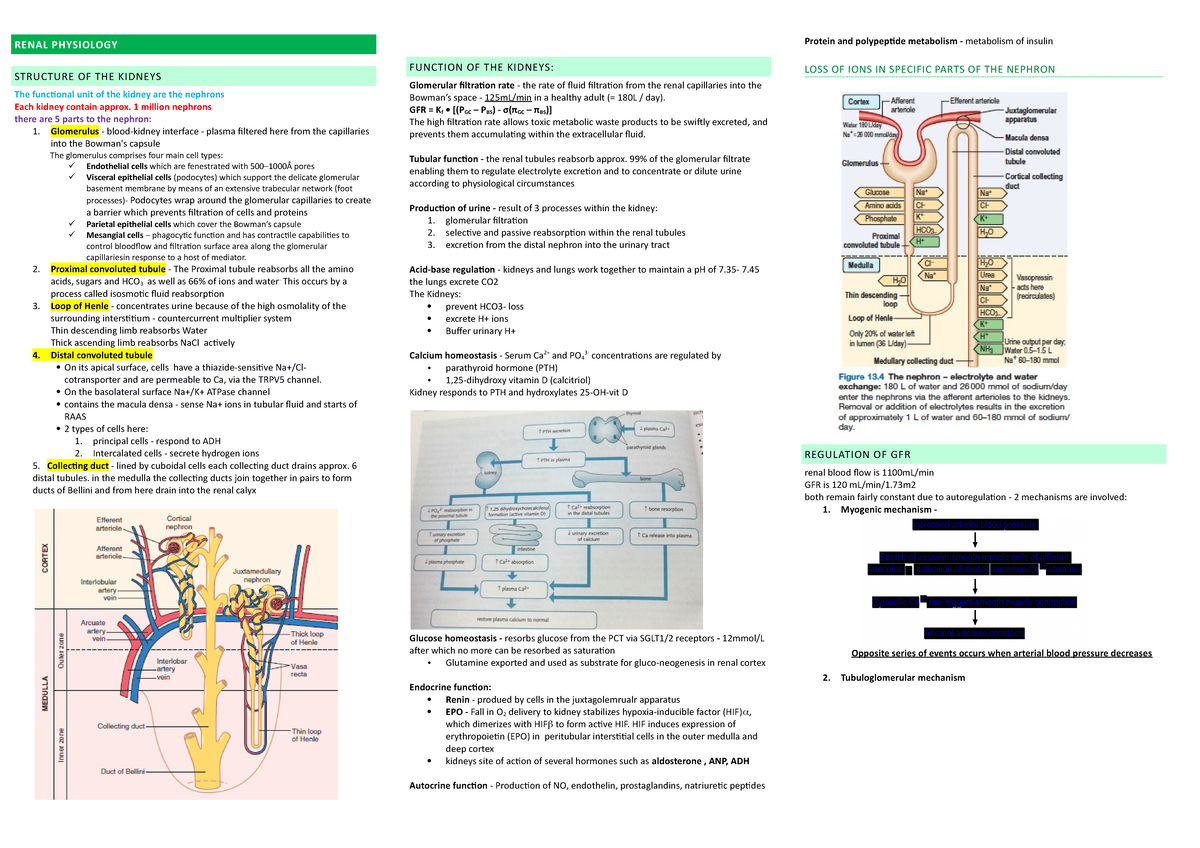 Renal uodated - MEDICINE FINALS - RENAL PHYSIOLOGY STRUCTURE OF THE ...