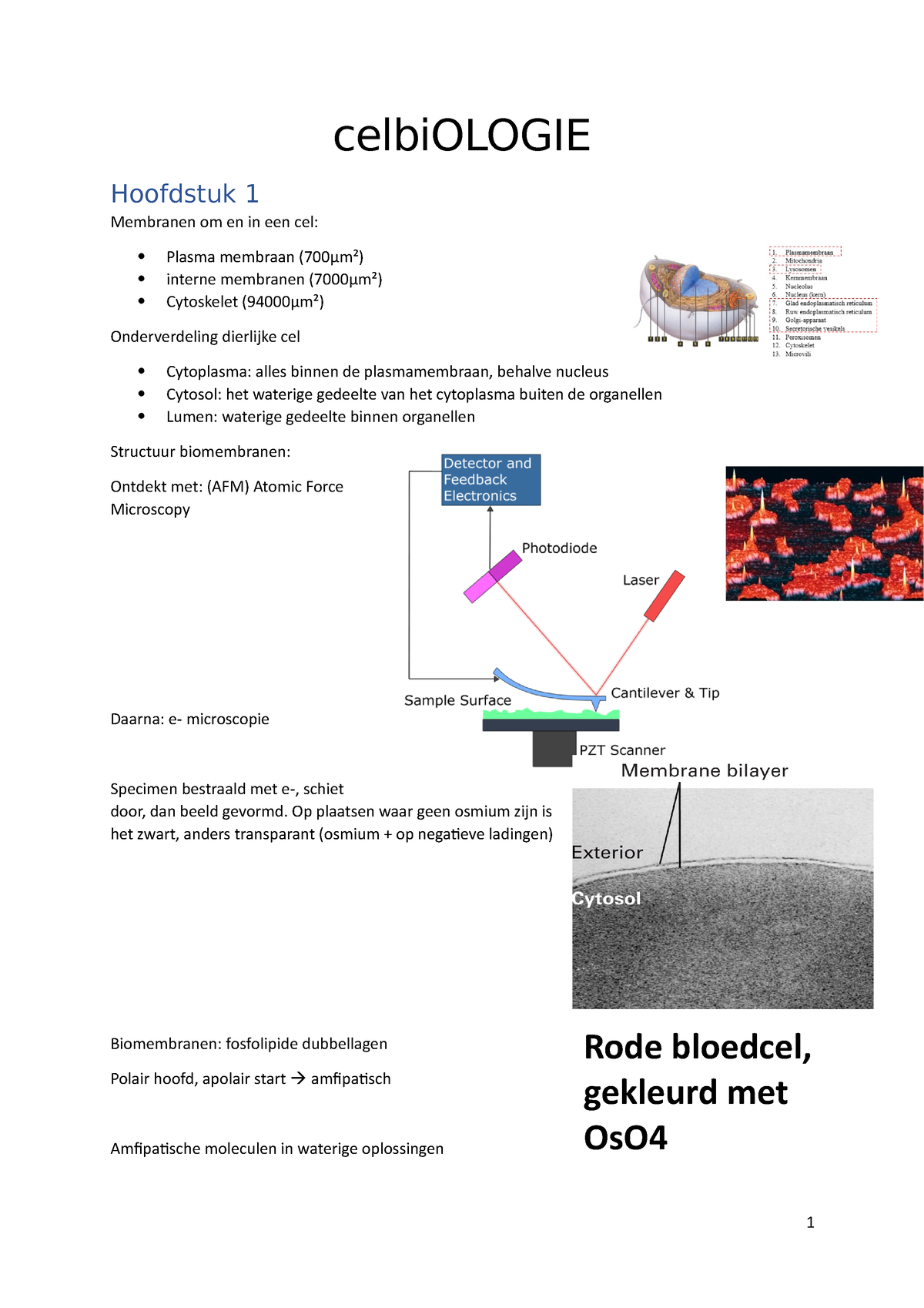 Celbiologie Samenvatting - CelbiOLOGIE ####### Hoofdstuk 1 Membranen Om ...