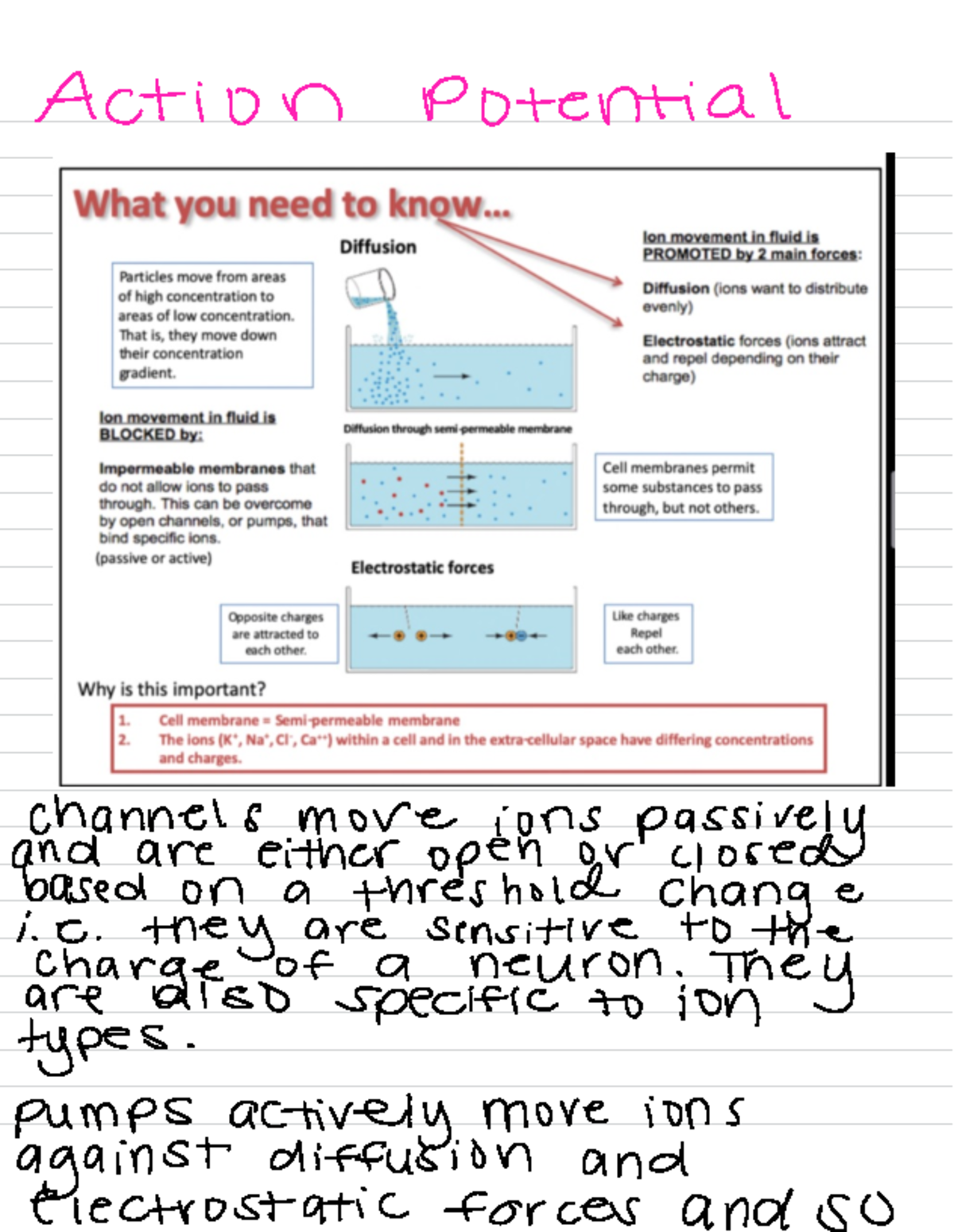 Action potiential Notes - Action Potential channels more ions passively ...