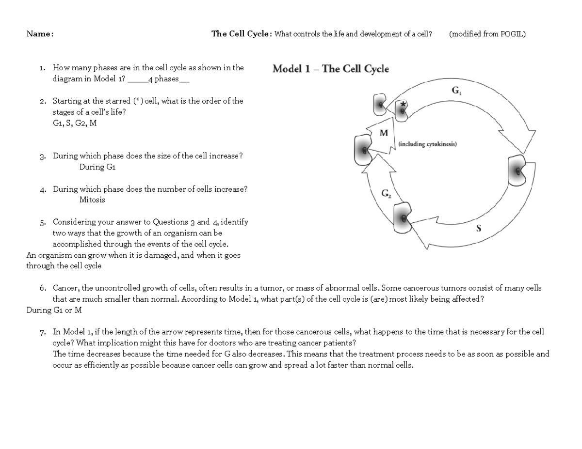 Copy of 2122 Cell Cycle Pogil - Name: The Cell Cycle: What controls the ...