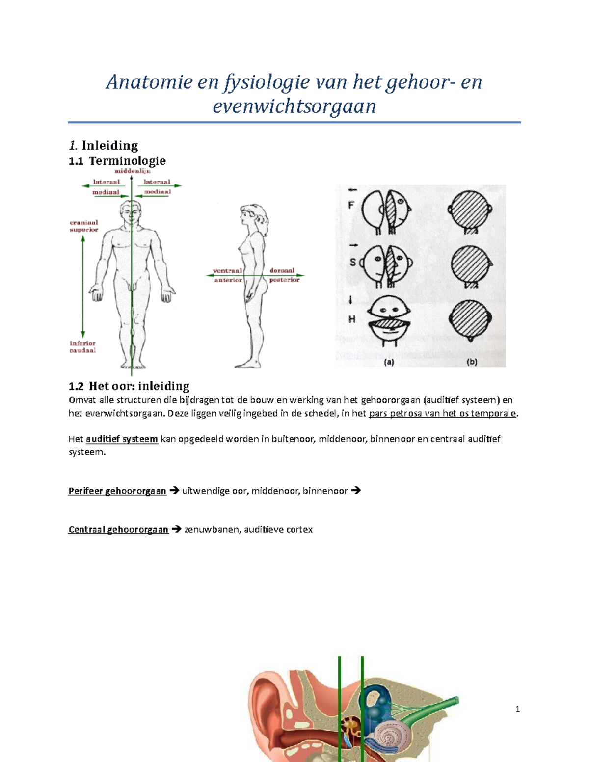 Anatomie En Fysiologie Van Het Gehoor- En Evenwichtsorgaan - Inleiding ...