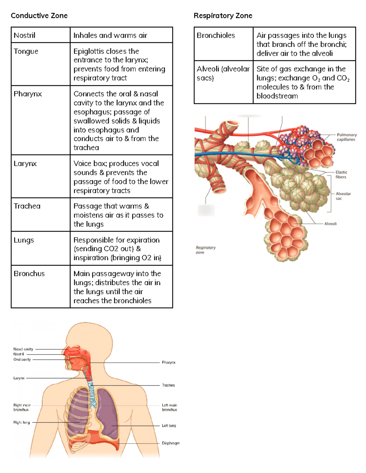 Respiratory Zones - anatomy - Conductive Zone Nostril Inhales and warms ...