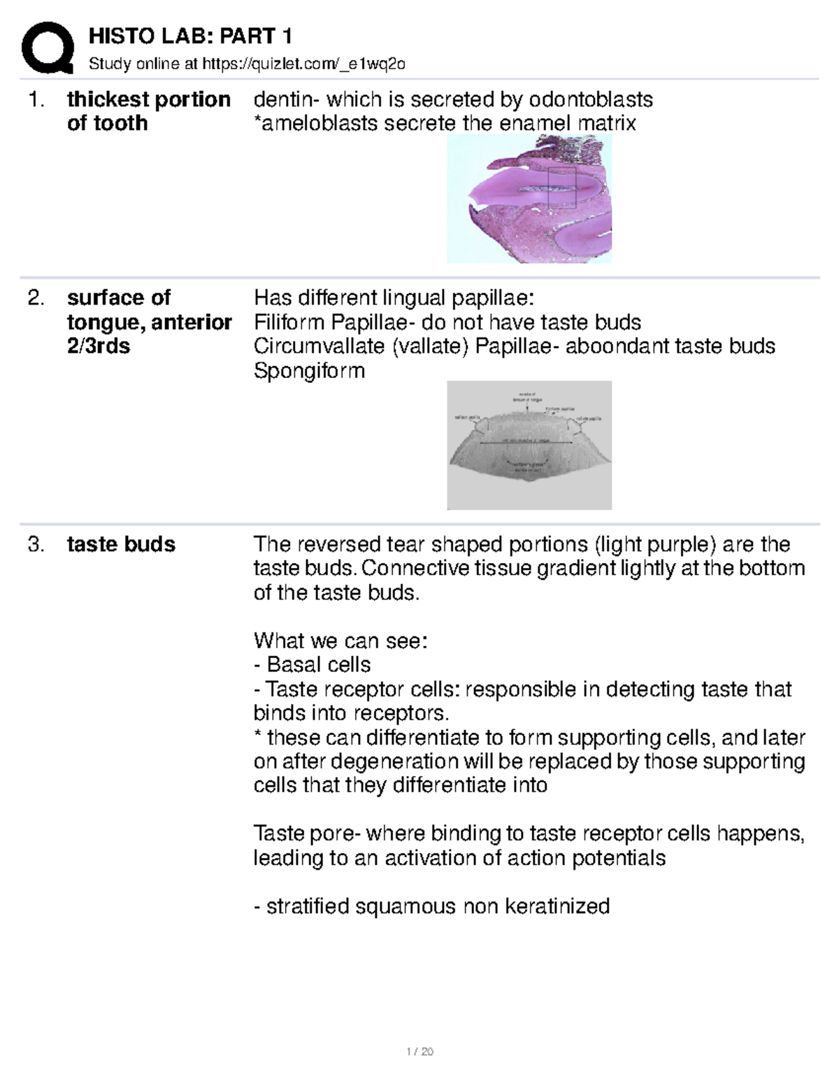 Quizlet asssadas Study online at quizlet/_e1wq2o thickest portion
