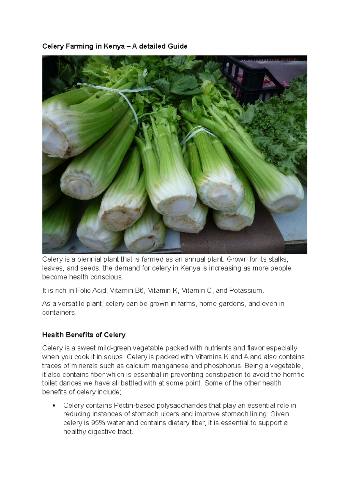 Celery Farming in Kenya Grown for its stalks, leaves, and seeds, the