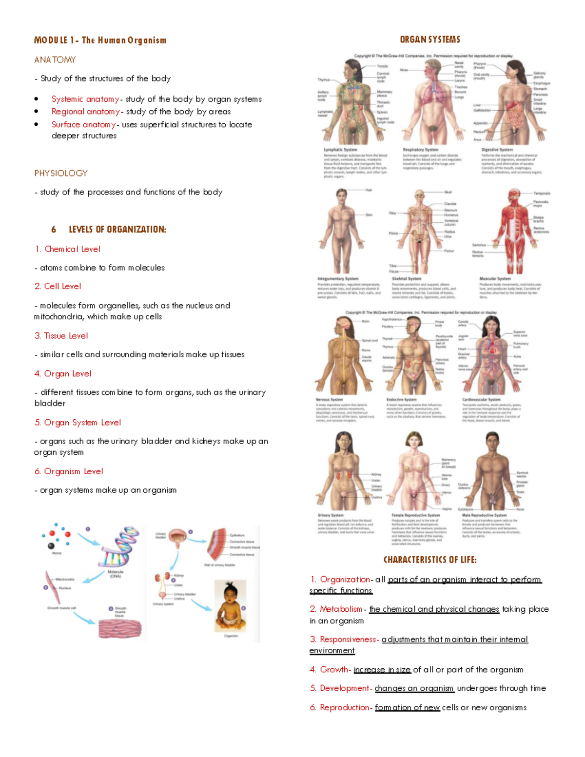 Module 1 (anaphy) - MODULE 1- The Human Organism ANATOMY Study of the ...