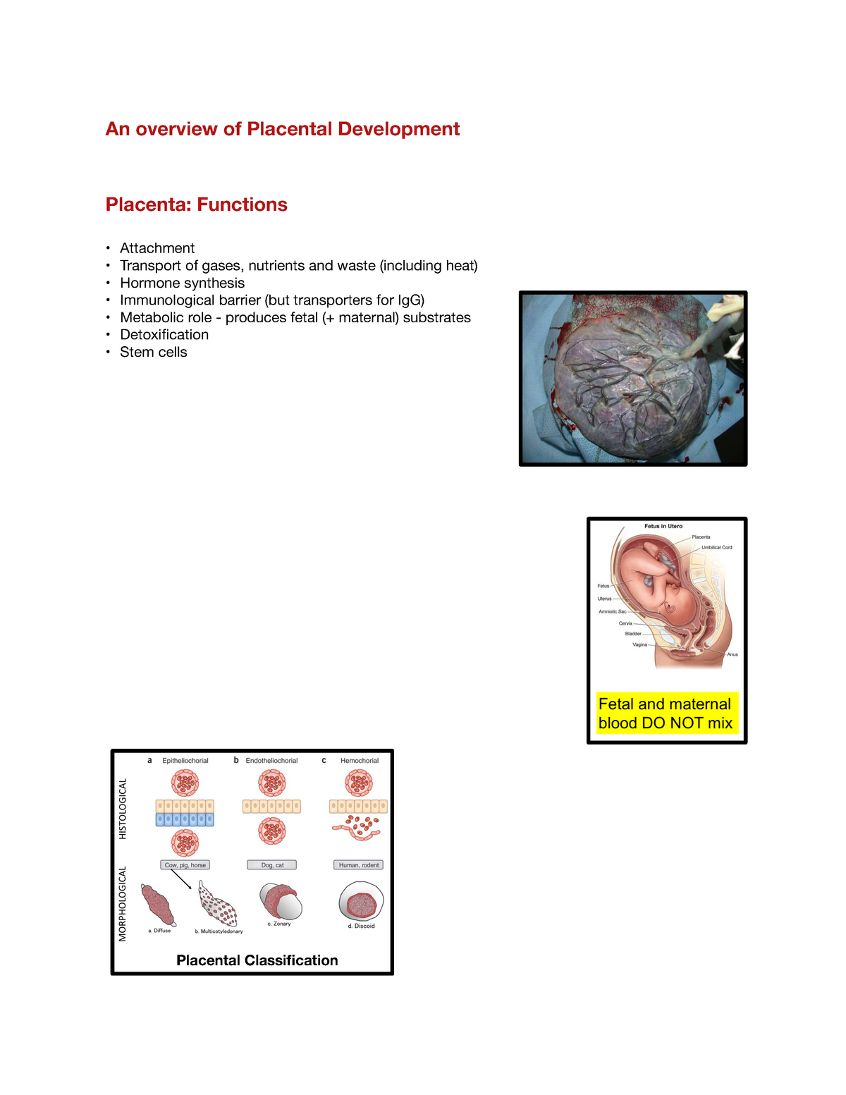 12. Lecture - Placenta 🟢 - Placental Classification An overview of