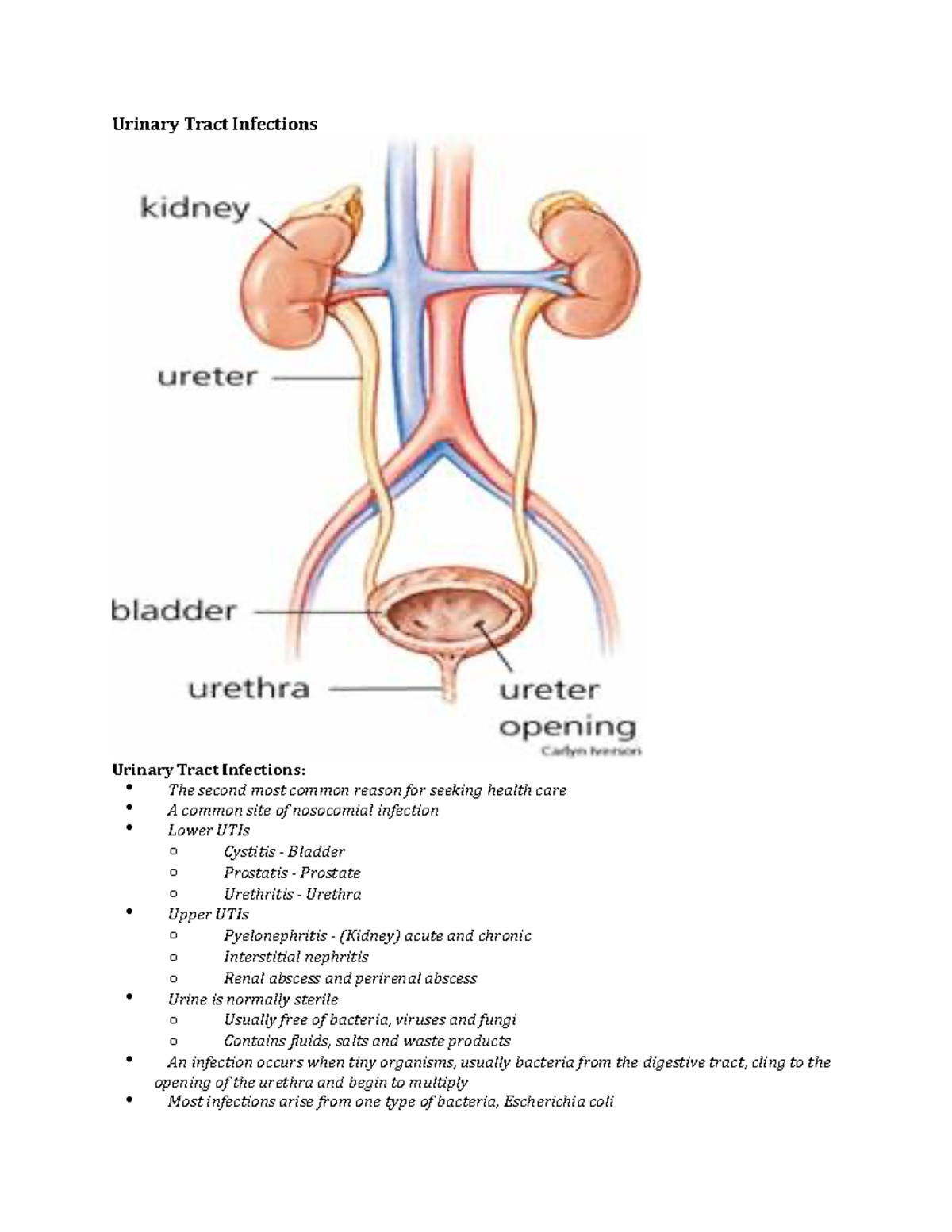 Urinary Tract Infections - Urinary Tract Infections Urinary Tract ...