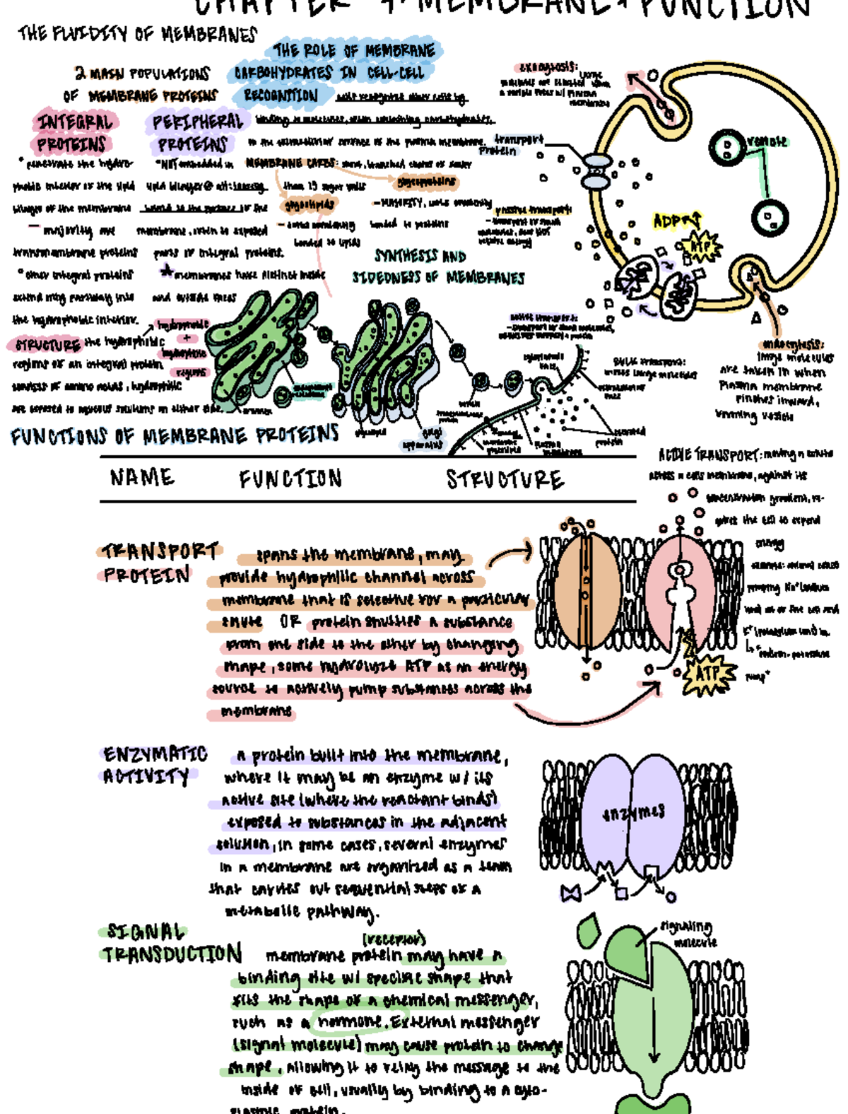 Biology Cell Membrane and Function(s) - CHAPTER 7 MEMBRANE FUNCTION 2 ...