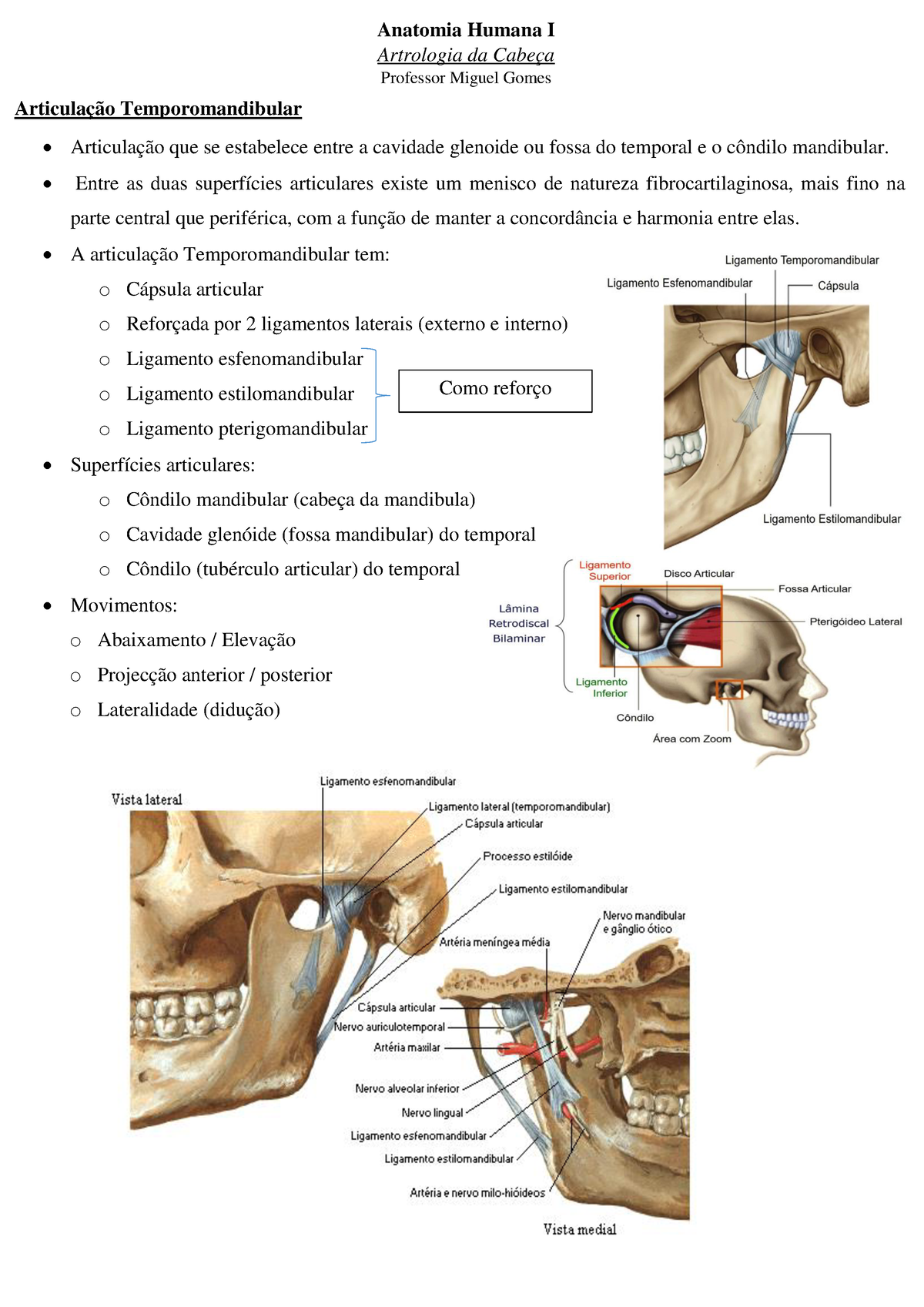 Anatomia da mandíbula em detalhes - Codental Blog