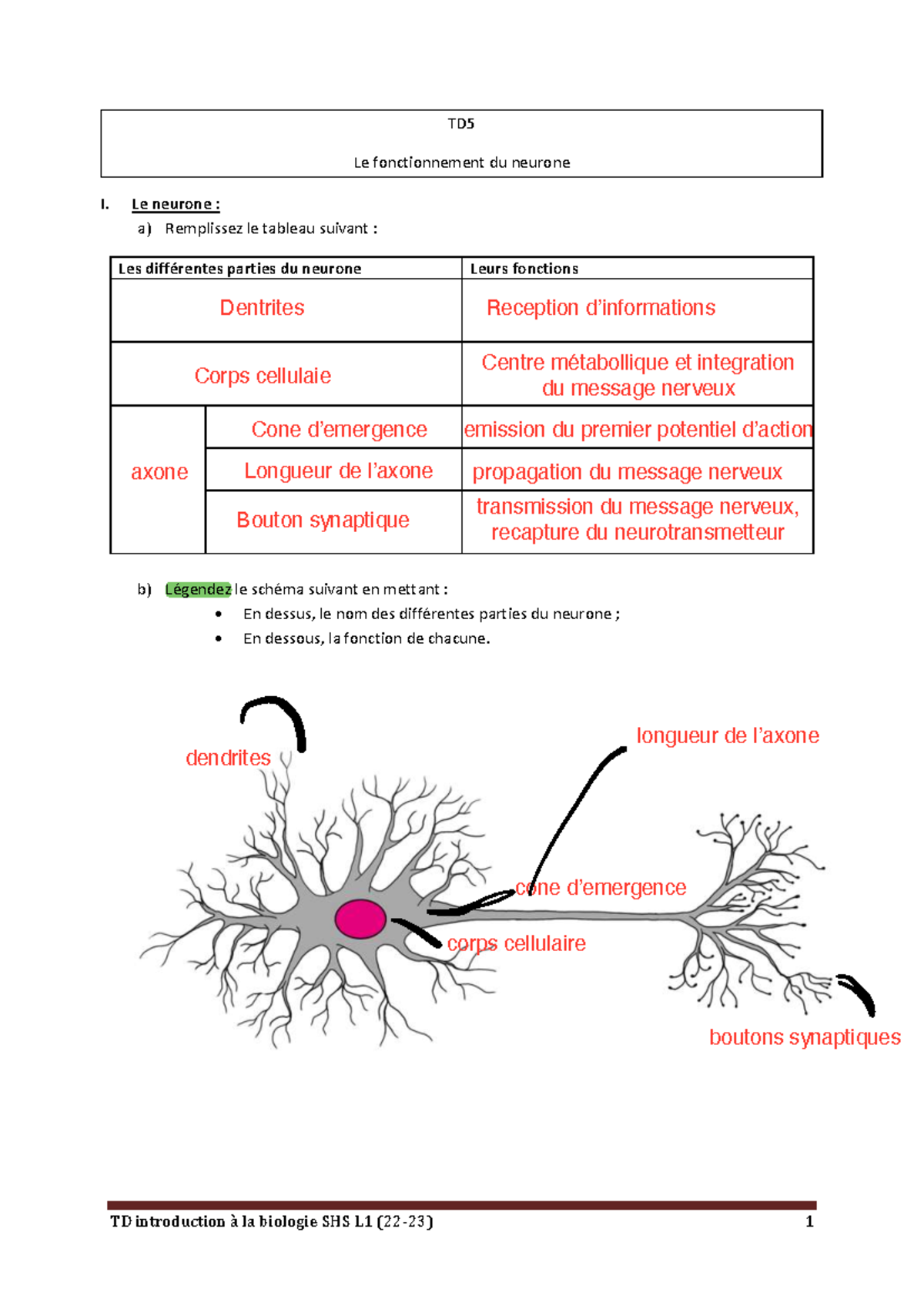 exercice-physiologie-neuronale-important-td-le-fonctionnement-du
