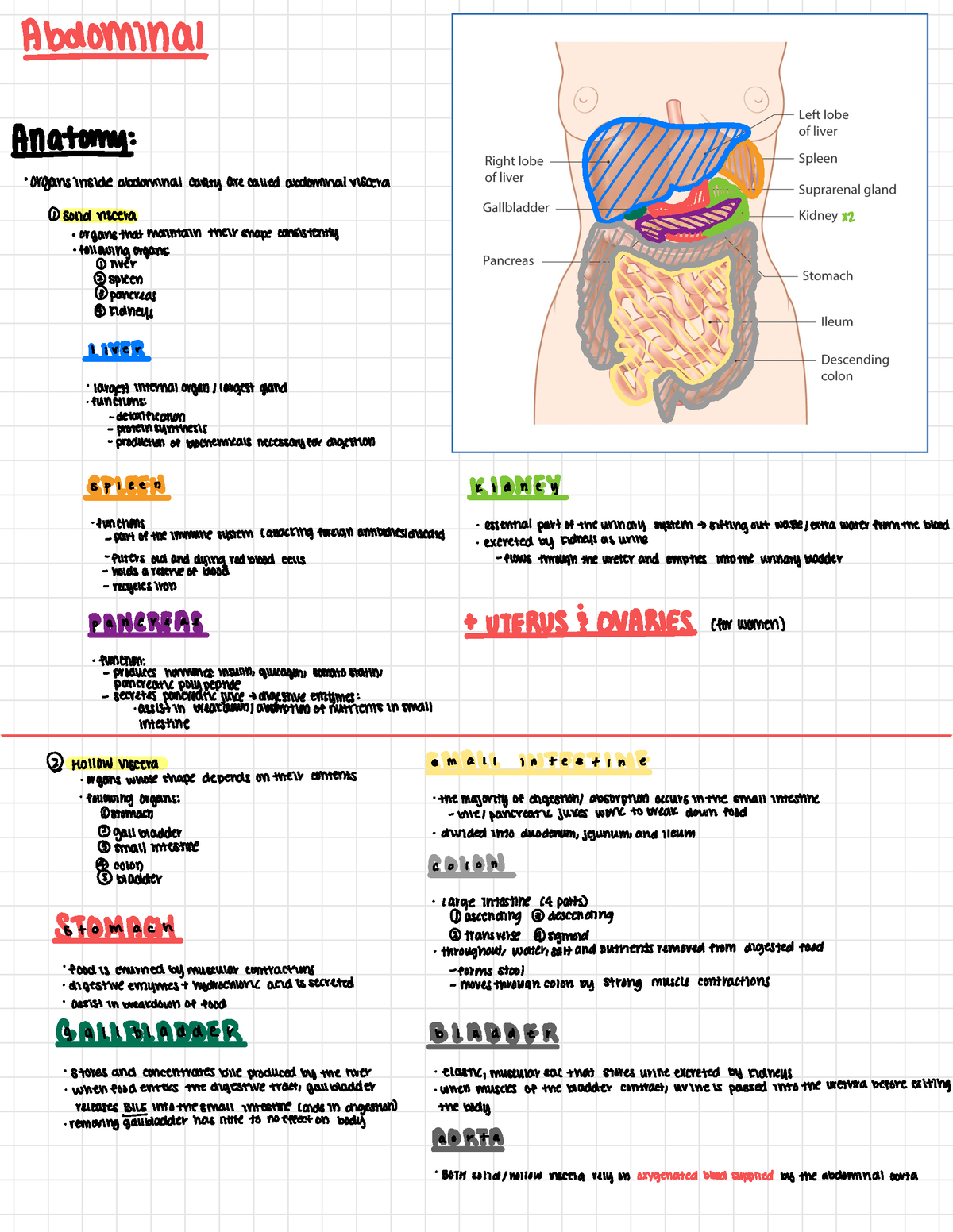 Abdomen - Lecture Notes Ch. 22 - Abdominal Anatomy : Organs 