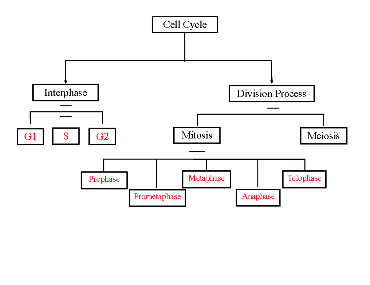 Cell cycle - flow chart - College of education - Cell Cycle Interphase