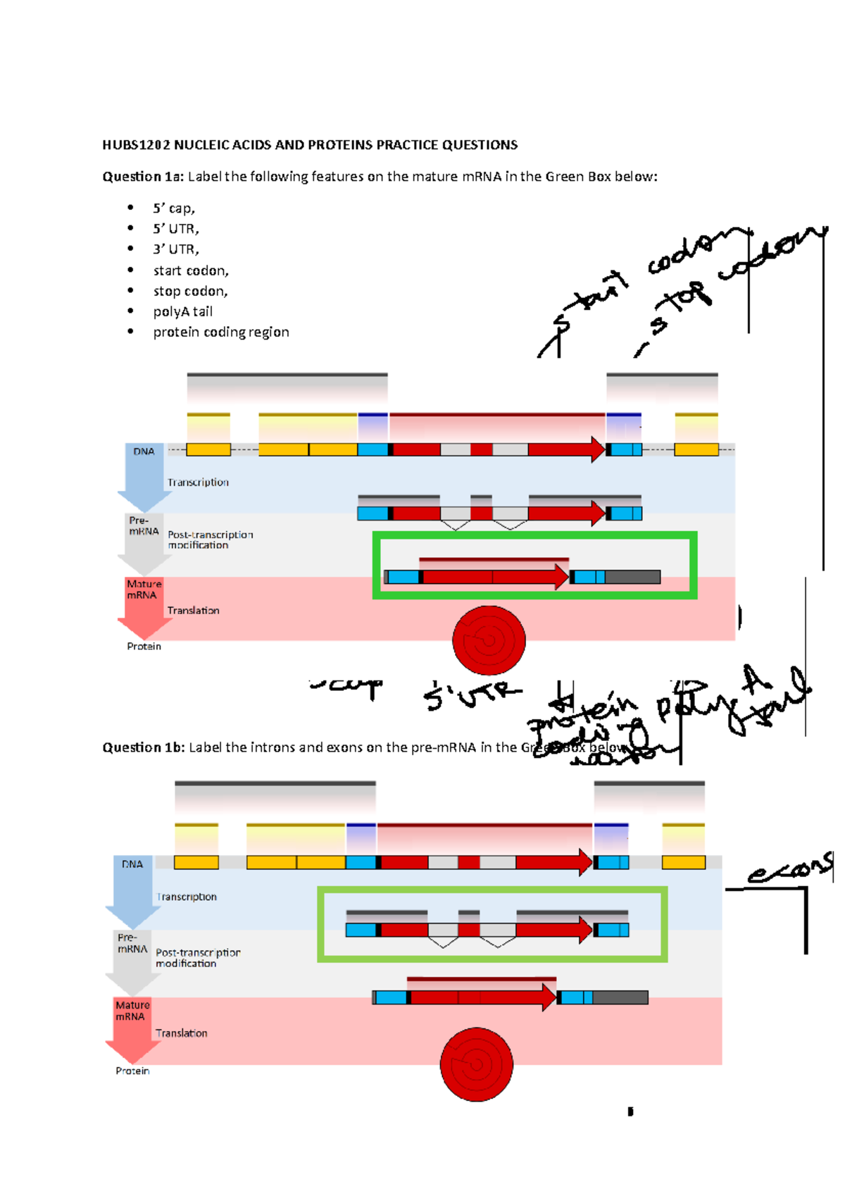 HUBS1202 Nucleic Acids Practice EXAM Questions 2021 Answers HUBS1202 NUCLEIC ACIDS AND