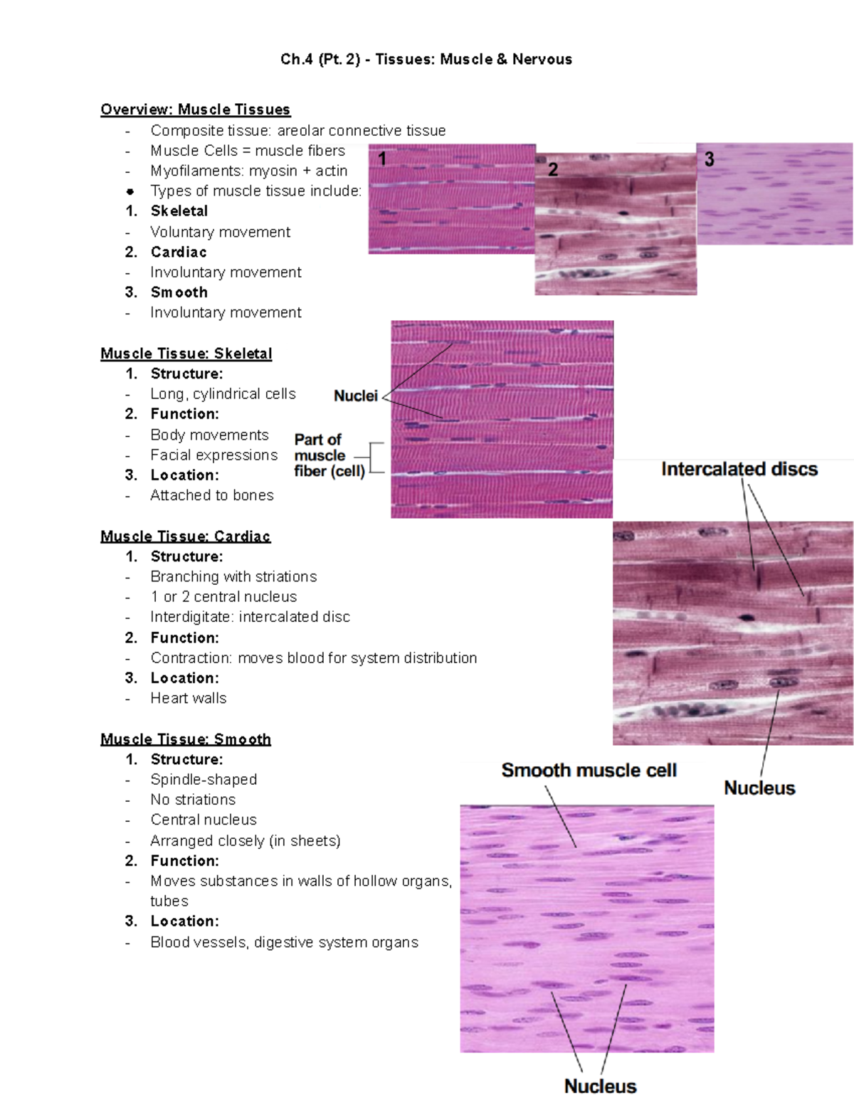 BIOL4 Ch.4 (Pt. 2) Tissues Muscle & Nervous Ch (Pt. 2) Tissues