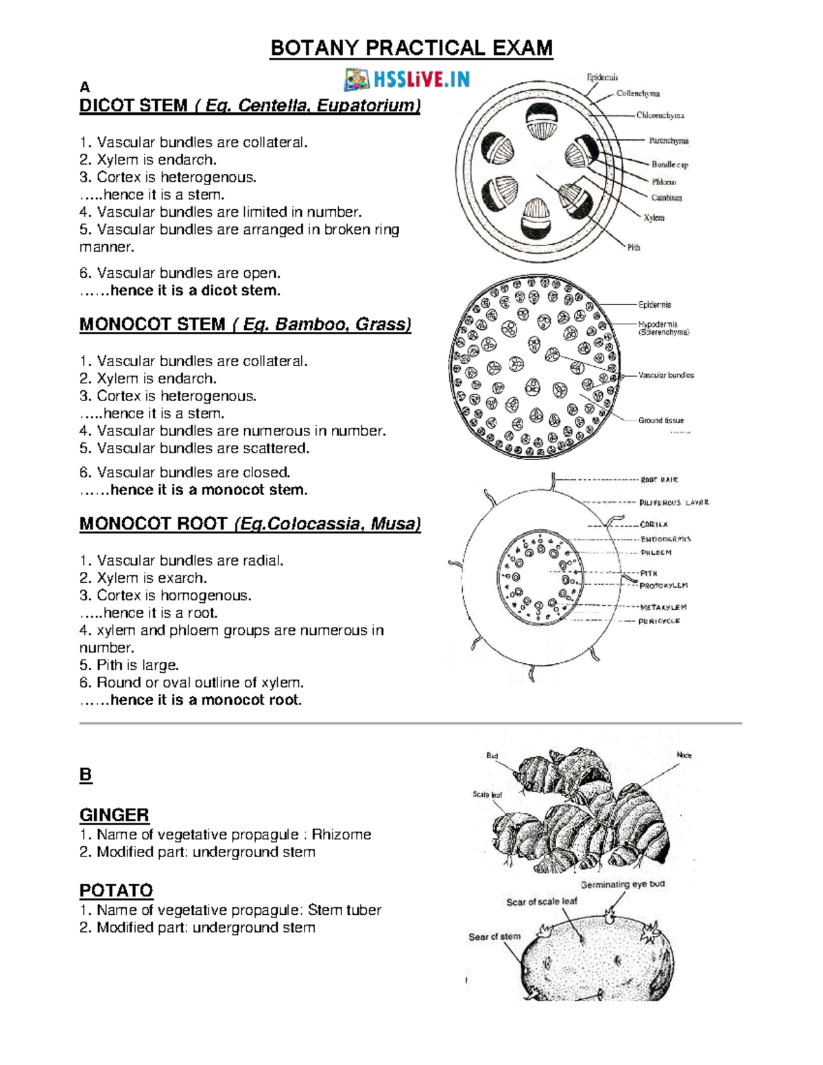 Hsslive XII botany practical notes. BOTAN A DICOT STEM ( Eg. Centella