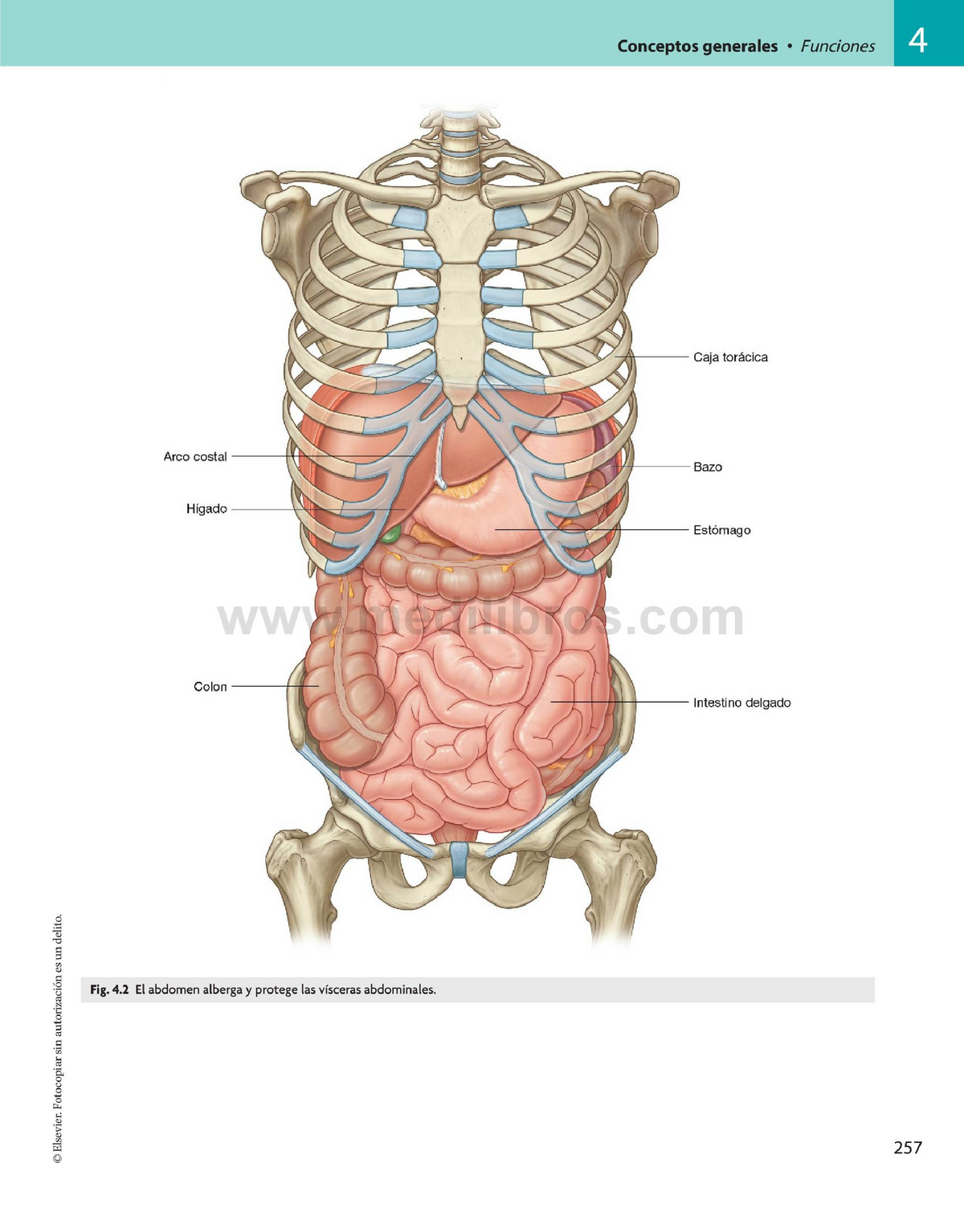 Какие органы расположены в нижней полости. Анатомия брюшной полости с ребрами. Анатомия человека внутренние органы брюшной полости. Схема расположения органов человека в брюшной полости. Анатомический атлас органы брюшной полости.