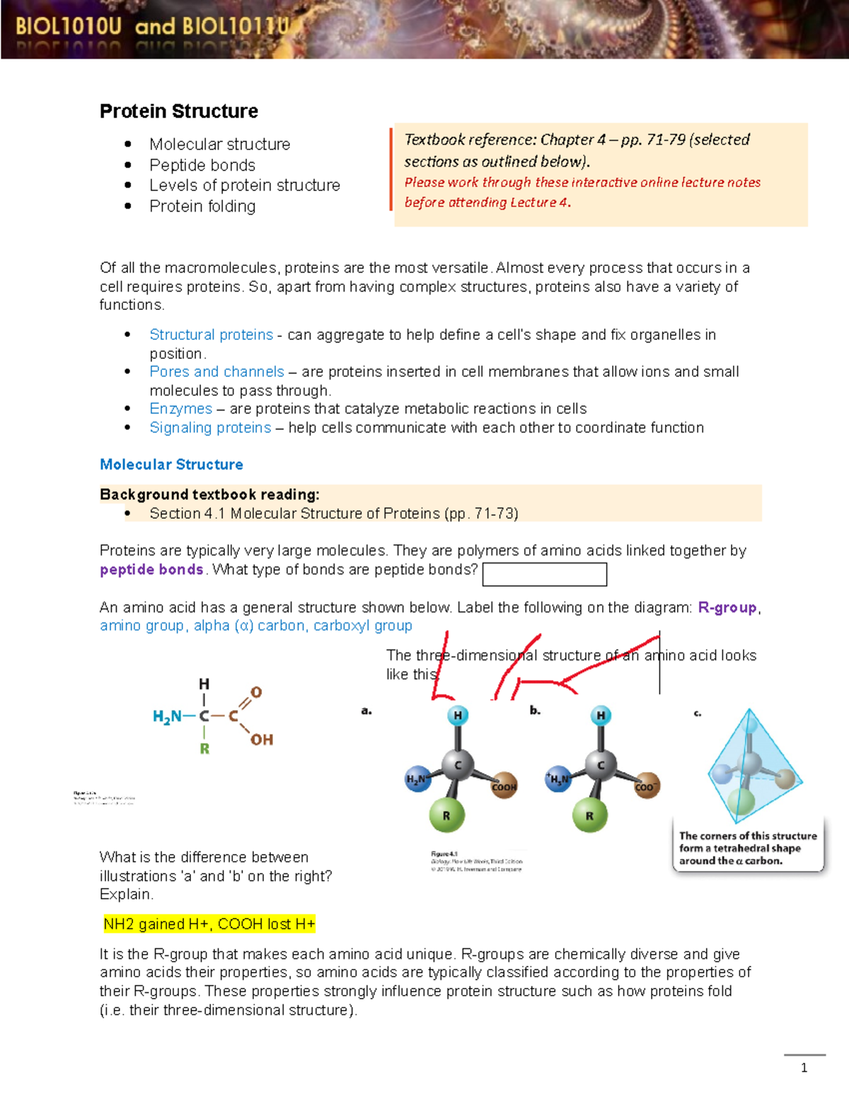 L4 Protein structure interactive notes 2022-1 - Protein Structure ...