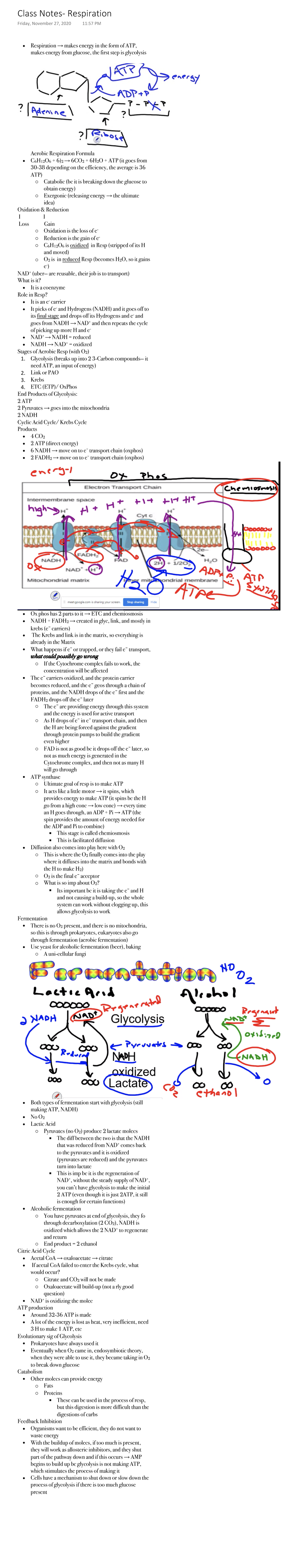 Class Notes- Respiration - Respiration → makes energy in the form of ...