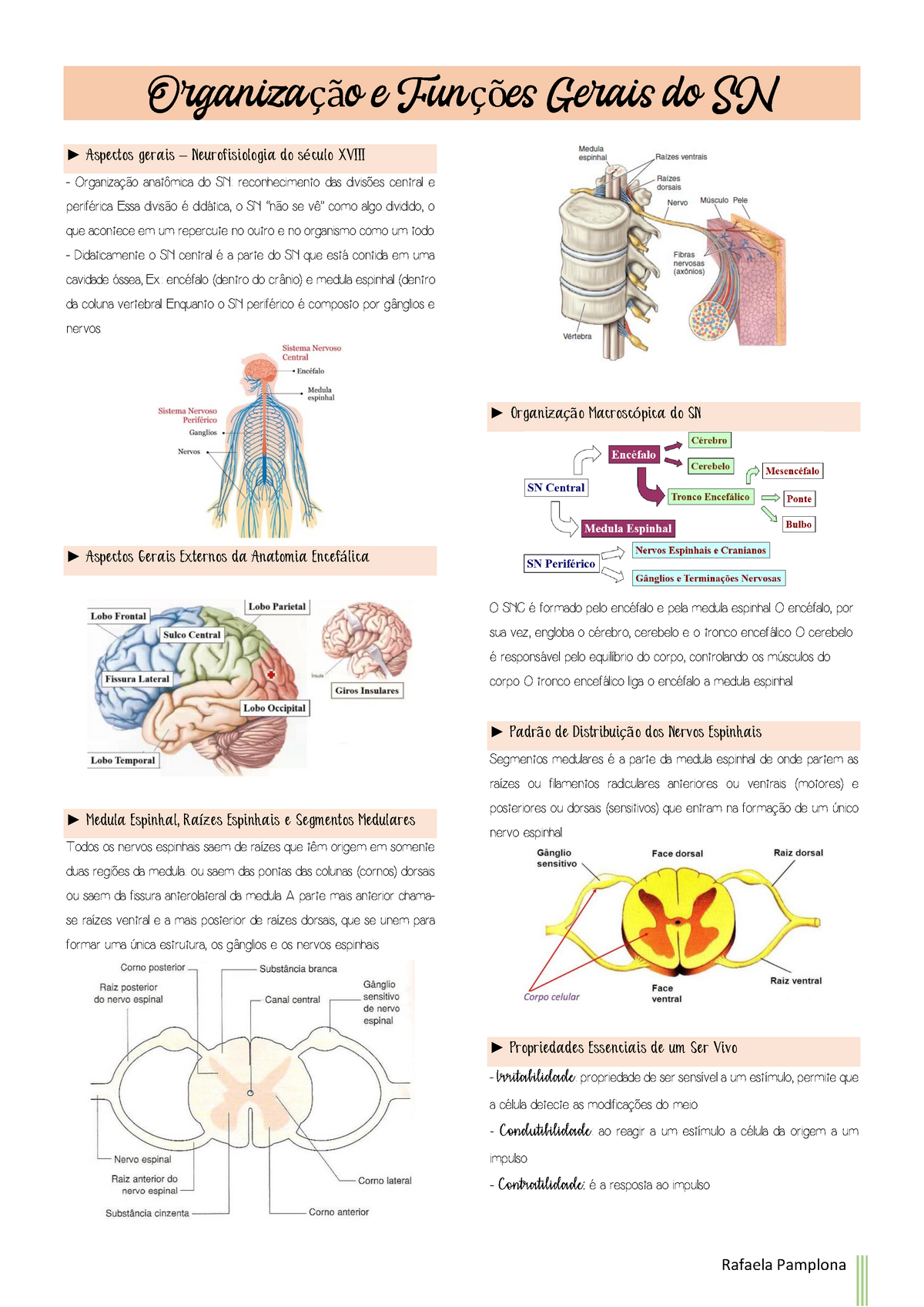 Resumo - Neurofisiologia - Organização E Funções Gerais Do SN Aspectos ...